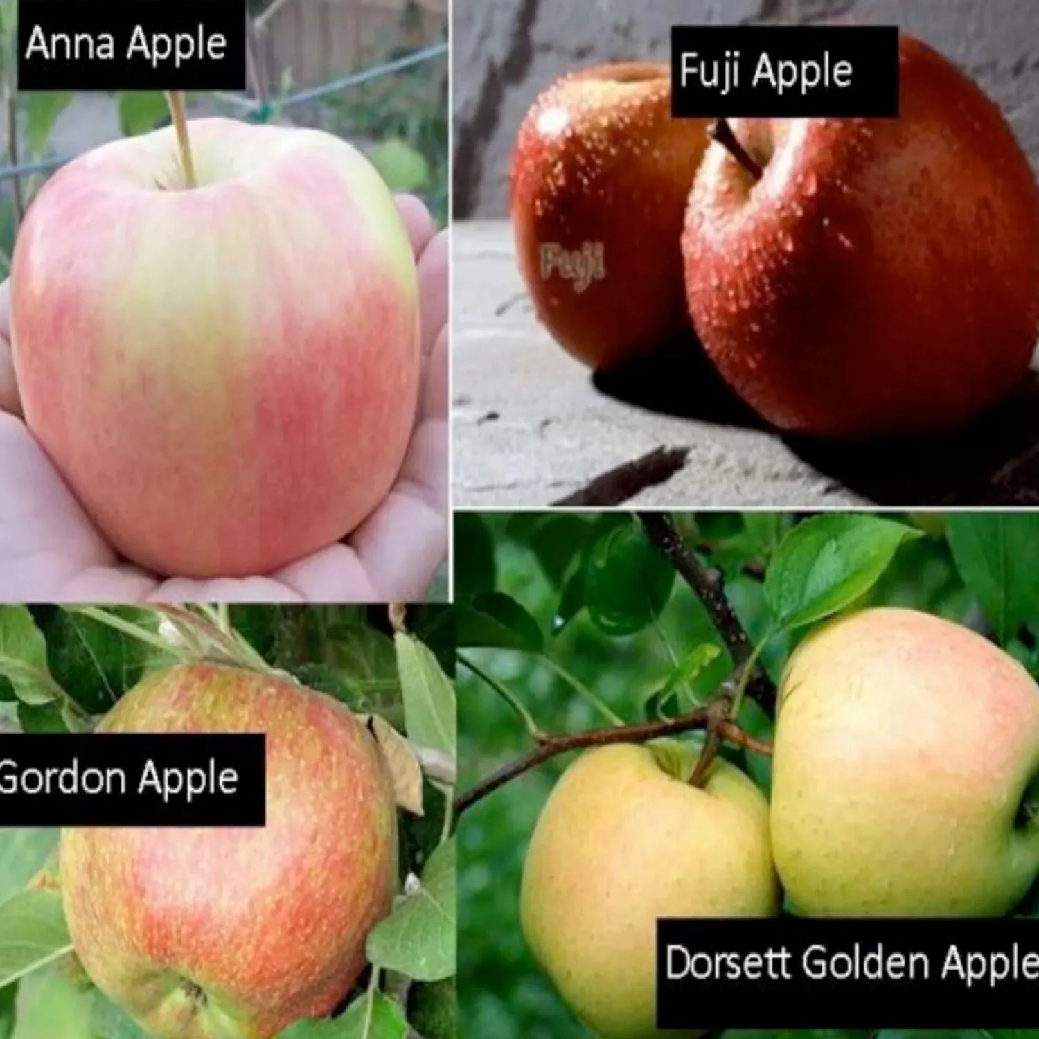 fruit_salad__apple_semidwarf__on____gallon_0-1.webp Fruit Salad - Apple Semi-Dwarf- 4 On 1 - #7 Gallon>Roger's Gardens Flash Sale