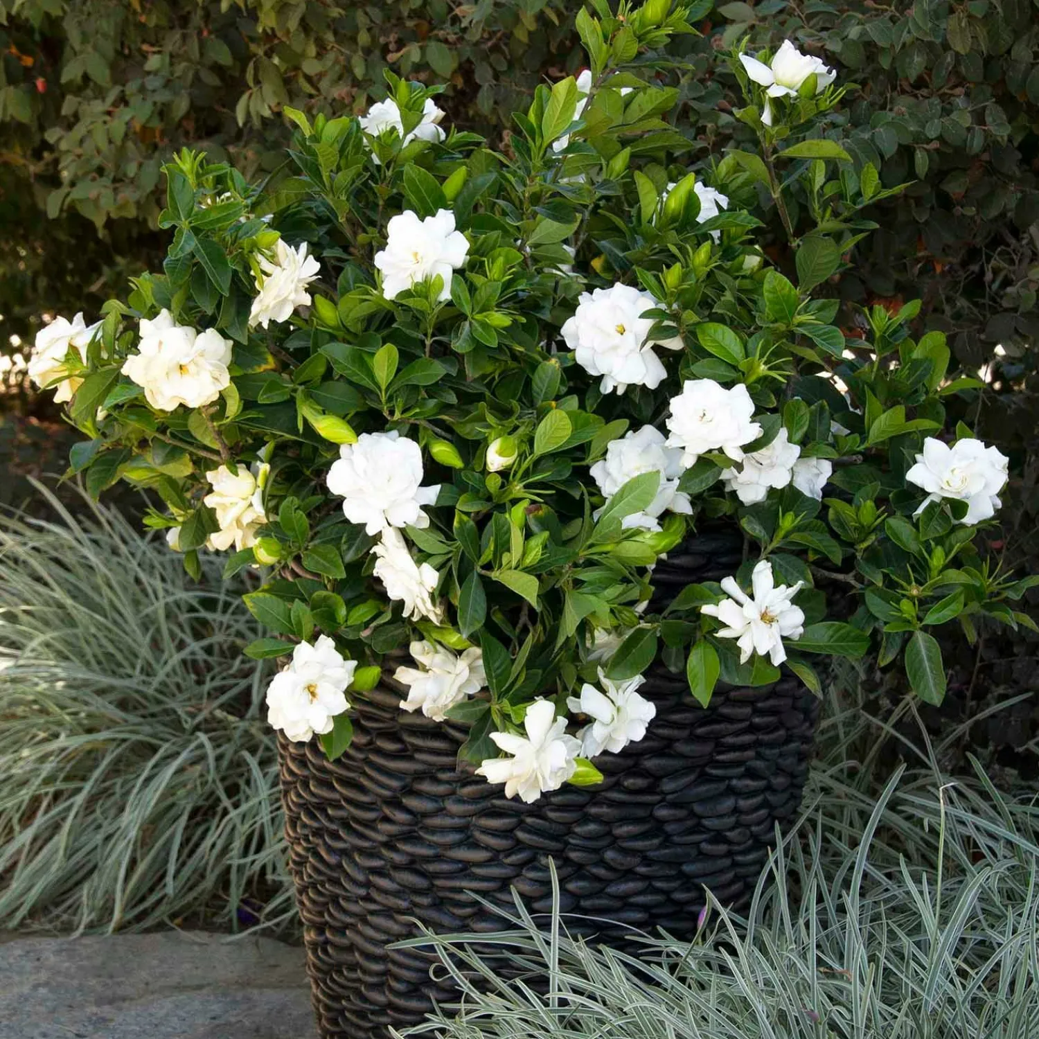 gardenia_august_beauty_graft___gallon_0.webp Gardenia 'August Beauty' Graft - 5 Gallon>Roger's Gardens Clearance