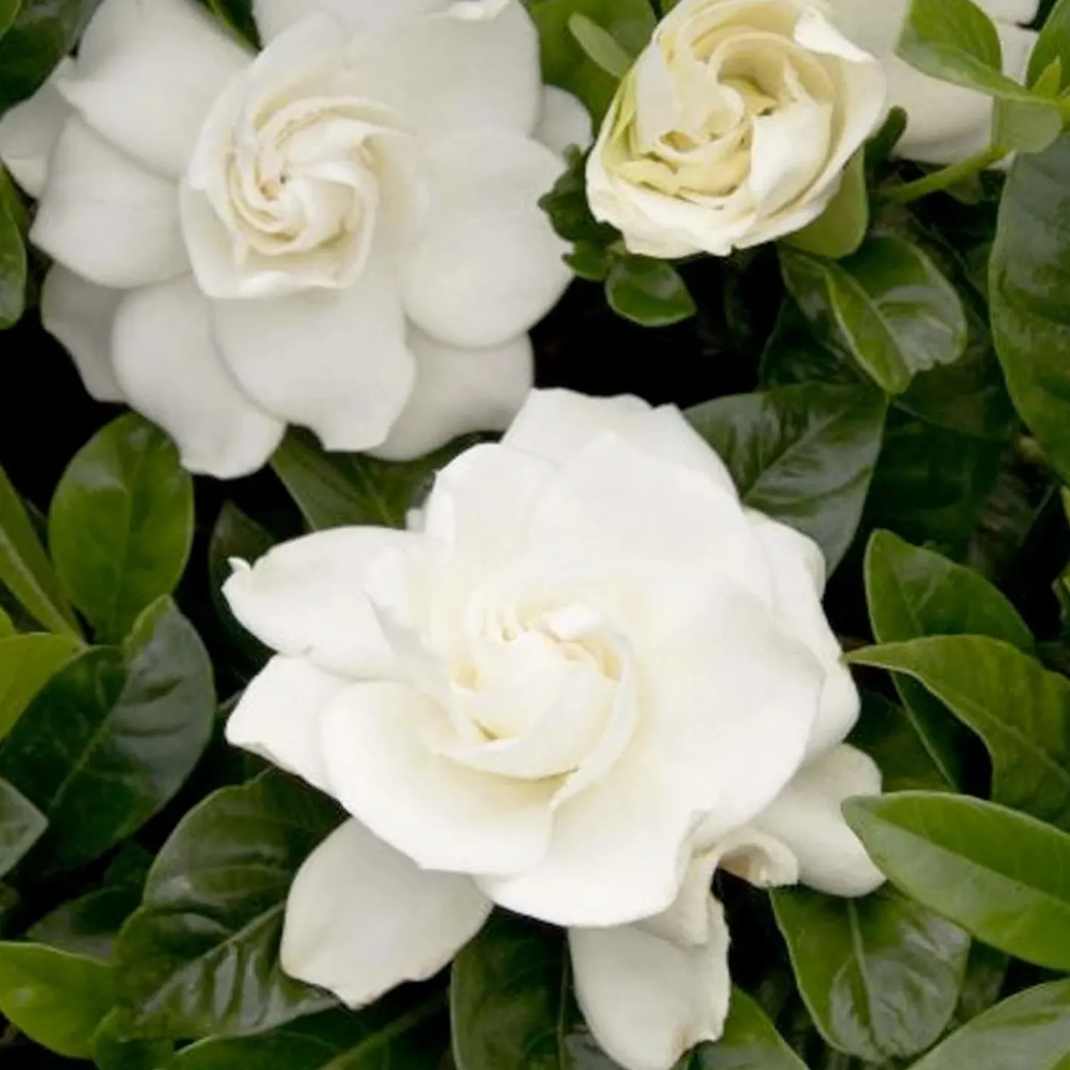 gardenia_first_love__first_love_gardenia_grafted___gallon_0.webp Gardenia 'First Love'® - First Love Gardenia (Grafted) - 5 Gallon>Roger's Gardens Cheap