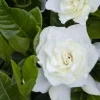 Gardenia 'Veitchii' - Everblooming Gardenia - 1 Gallon>Roger's Gardens Sale