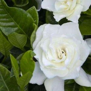 Gardenia 'Veitchii' - Everblooming Gardenia - 1 Gallon>Roger's Gardens Sale