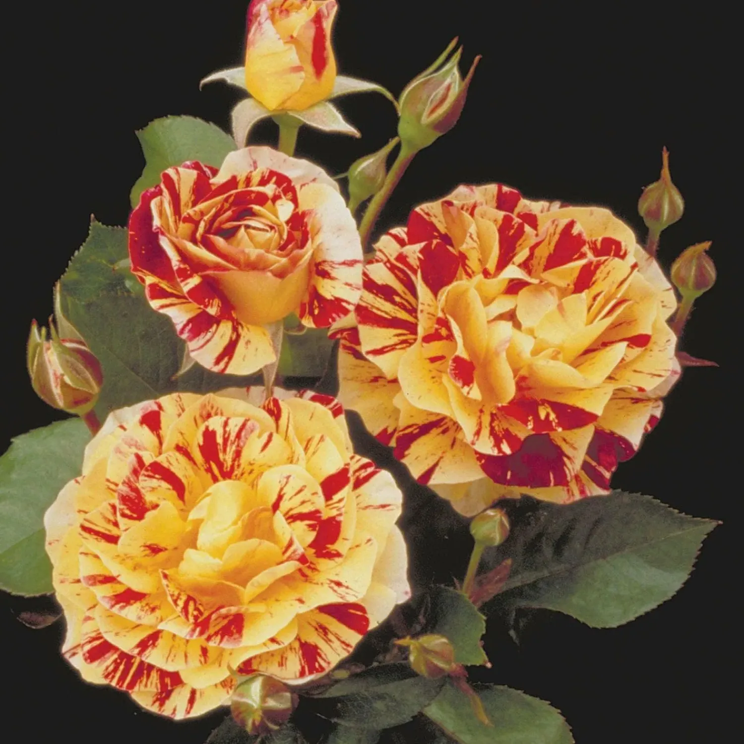 george_burns___gallon_0.webp George Burns - 5 Gallon>Roger's Gardens Fashion