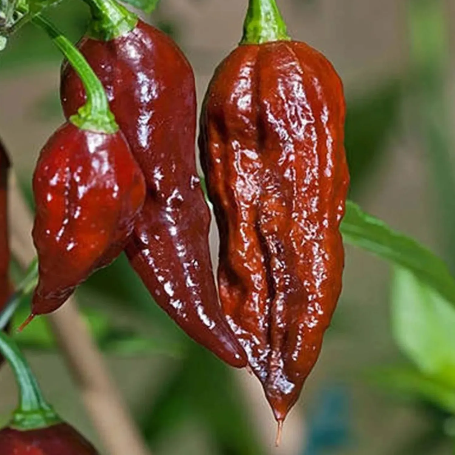 ghost_bhut_jolokia_chocolate___pot_0.webp Ghost (Bhut Jolokia) Chocolate - 4" Pot>Roger's Gardens Best Sale