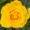 Gilded Sun - 5 Gallon>Roger's Gardens Sale