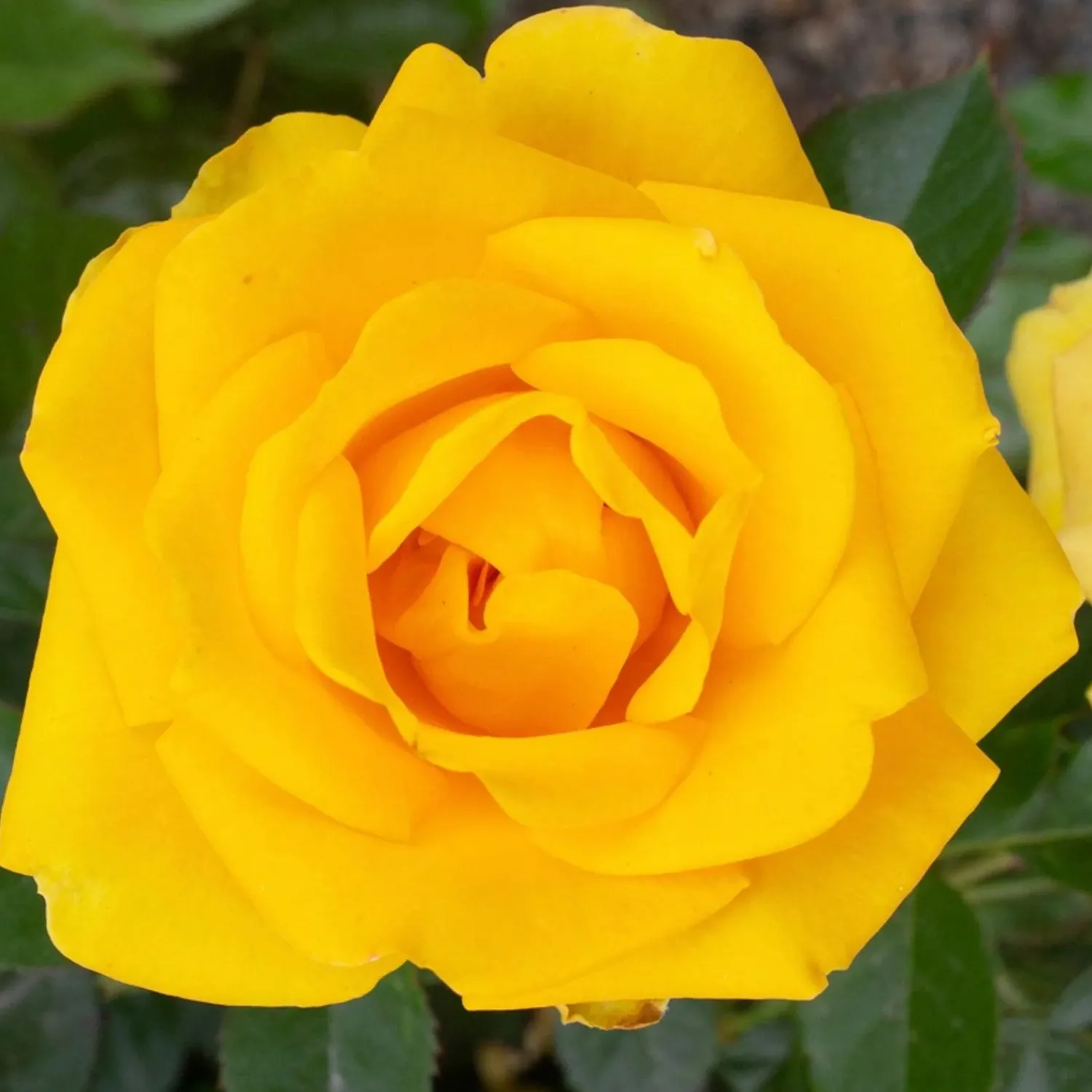 gilded_sun___gallon_0.webp Gilded Sun - 5 Gallon>Roger's Gardens Sale