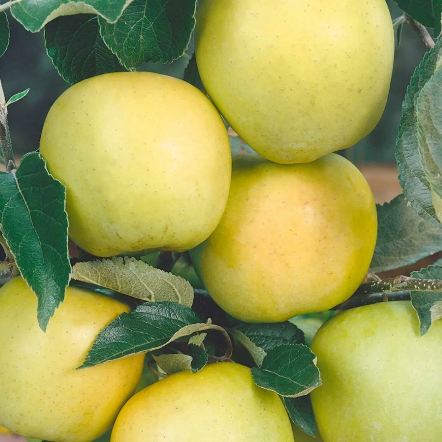 golden_delicious_apple___gallon_0.webp Golden Delicious Apple - 10 Gallon>Roger's Gardens Online