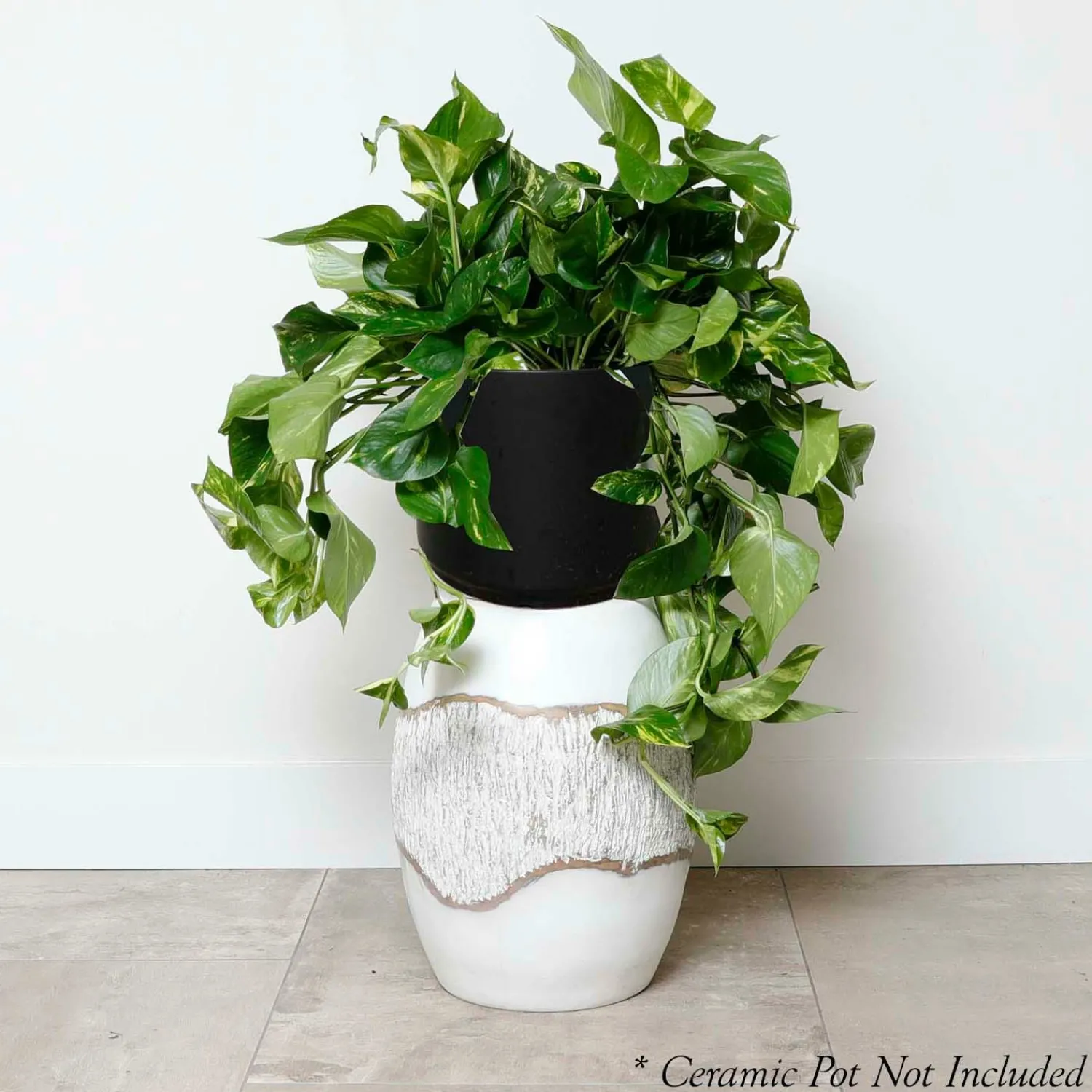 golden_pothos__epipremnum_aureum___pot_0.webp Golden Pothos - Epipremnum Aureum - 10" Pot>Roger's Gardens Sale