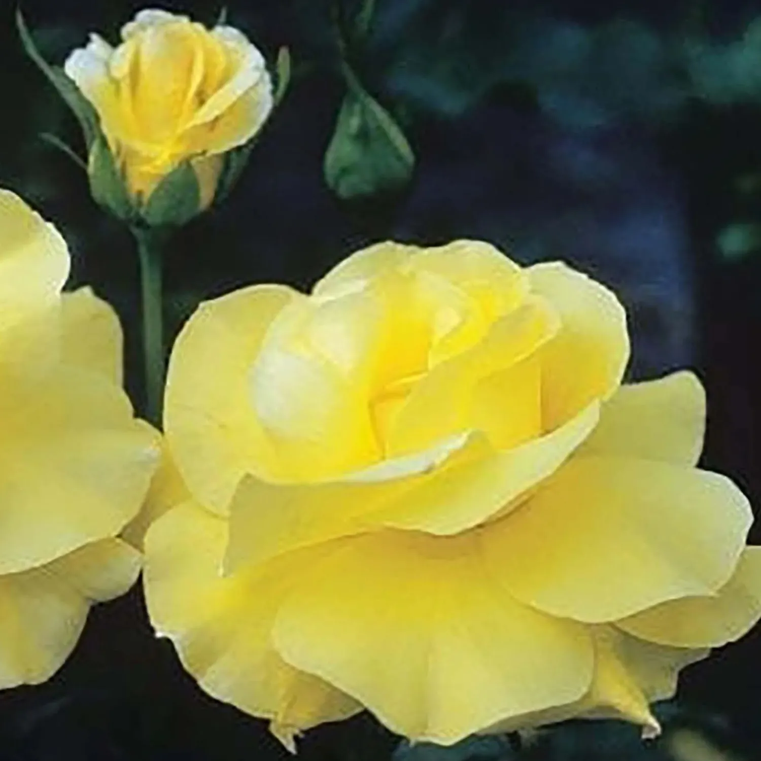 golden_showers___gallon_0.webp Golden Showers - 5 Gallon>Roger's Gardens Cheap