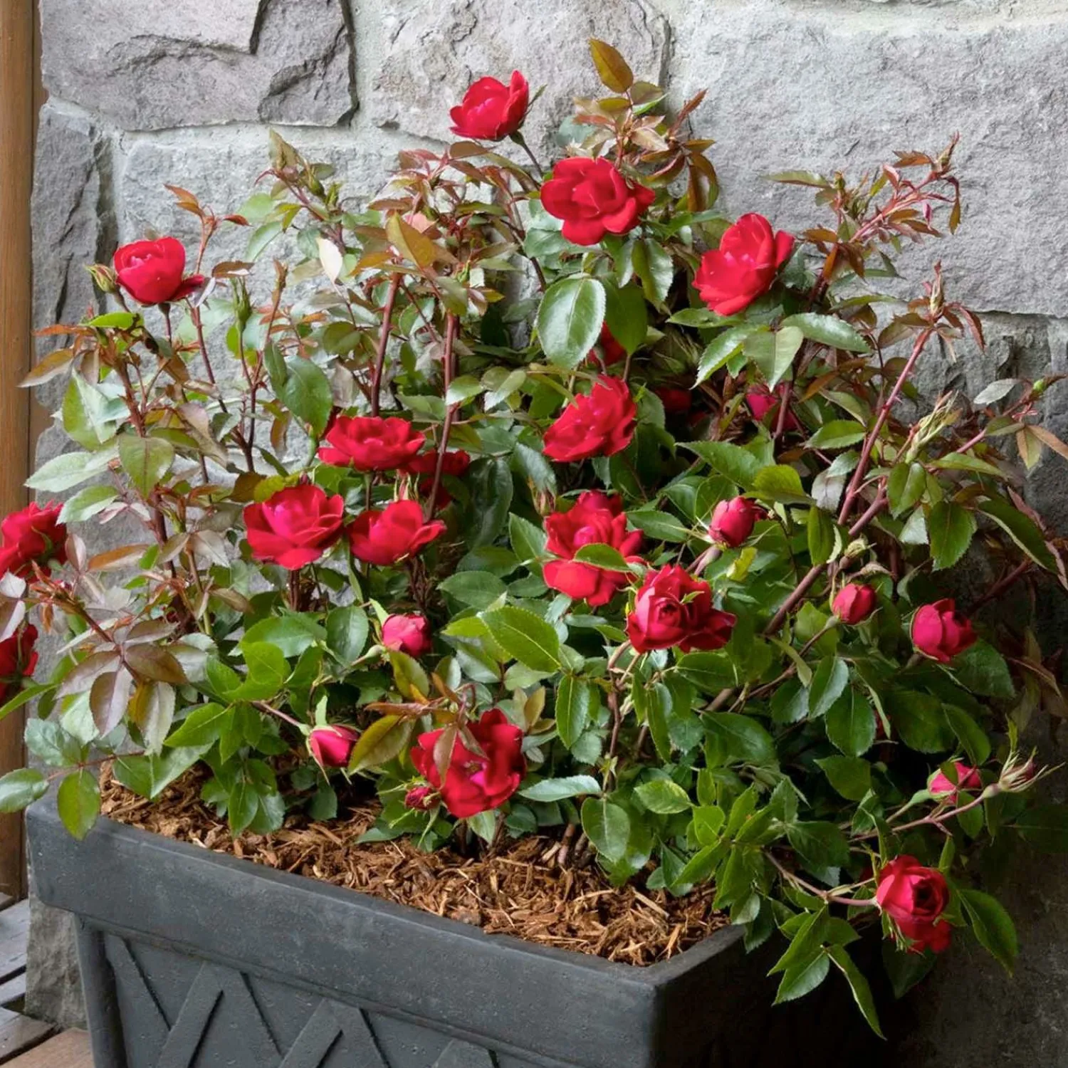 grace_n_grit_red_pp___gallon_0.webp Grace N Grit Red® Pp - 2 Gallon>Roger's Gardens Hot