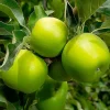 Granny Smith Apple - 10 Gallon>Roger's Gardens Discount