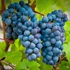 Grape 'Cabernet Sauvignon' - Vineyard Graft - #5 Gallon>Roger's Gardens Outlet