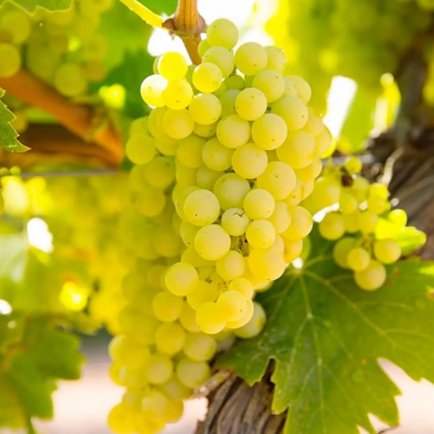 grape_chardonnay___gallon_0.webp Grape 'Chardonnay' - #5 Gallon>Roger's Gardens Outlet