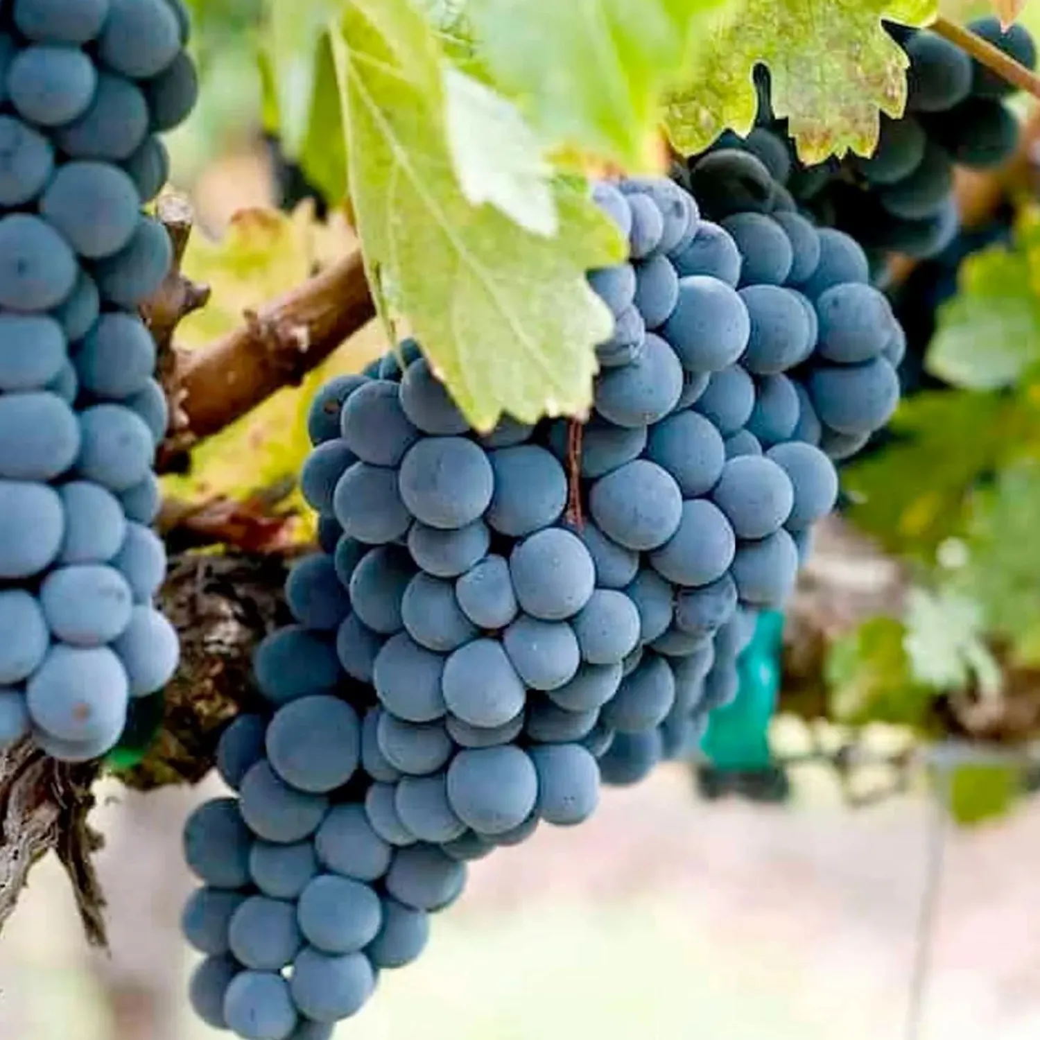 grape_zinfandel__vineyard_graft___gallon_0.webp Grape 'Zinfandel' - Vineyard Graft - #5 Gallon>Roger's Gardens Hot