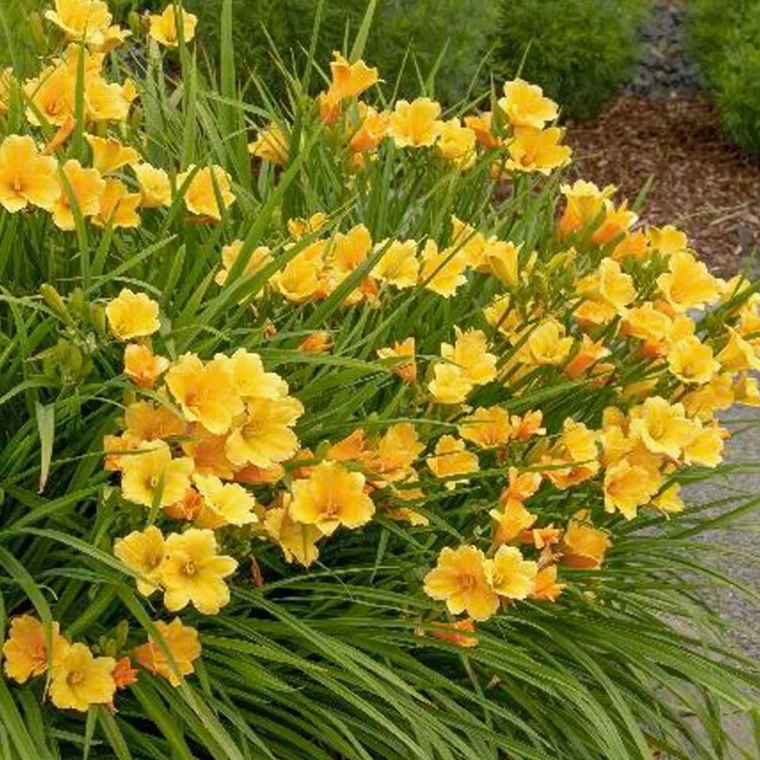 hemerocallis_stella_de_oro__stella_de_oro_daylily___gallon_0.webp Hemerocallis 'stella De Oro' - Stella De Oro Daylily - 1 Gallon>Roger's Gardens Best