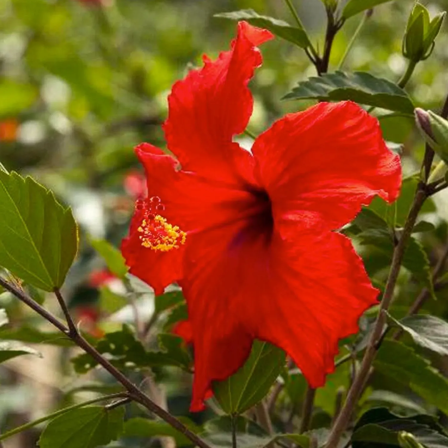hibiscus_rosas_brilliant__brilliant_hibiscus___gallon_0.webp Hibiscus Rosa-S. 'Brilliant' - Brilliant Hibiscus - 1 Gallon>Roger's Gardens Sale