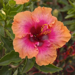 Hibiscus Rosa-S. 'Erin Rachel - Erin Rachel - Erin Rachel Hibiscus - 2 Gallon>Roger's Gardens Online