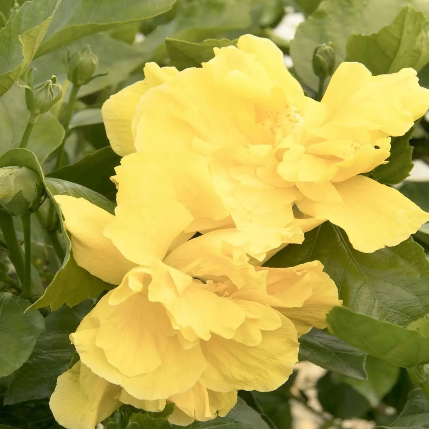 hibiscus_rosas_fullmoon__fullmoon_hibiscus__patio_tree___gallon_0.webp Hibiscus Rosa-S. 'Fullmoon'® - Fullmoon Hibiscus - Patio Tree - 5 Gallon>Roger's Gardens Best Sale