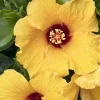 Hibiscus Rosa-S. 'Jazzy Jewel Gold'® Ppaf - Jazzy Jewel Gold Hibiscus - 2 Gallon>Roger's Gardens New