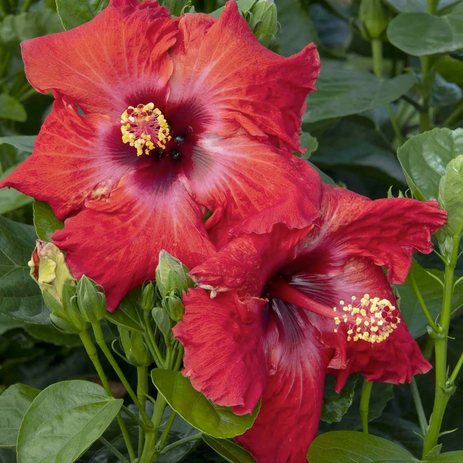 hibiscus_rosas_jazzy_jewel_ruby_ppaf___gallon_0.webp Hibiscus Rosa-S. 'Jazzy Jewel Ruby'® Ppaf - 5 Gallon>Roger's Gardens Store