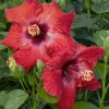 Hibiscus Rosa-S. 'Jazzy Jewel Ruby'® Ppaf - Jazzy Jewel Ruby Hibiscus - 2 Gallon>Roger's Gardens Outlet