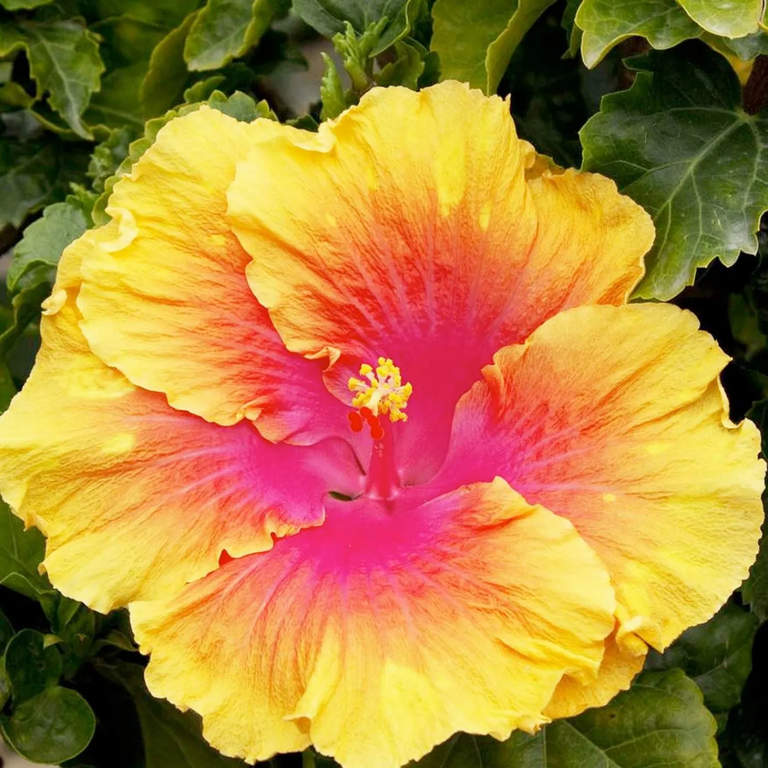 hibiscus_rosas_the_path__the_path_hibiscus___gallon_0.webp Hibiscus Rosa-S. 'The Path' - The Path Hibiscus - 5 Gallon>Roger's Gardens Best