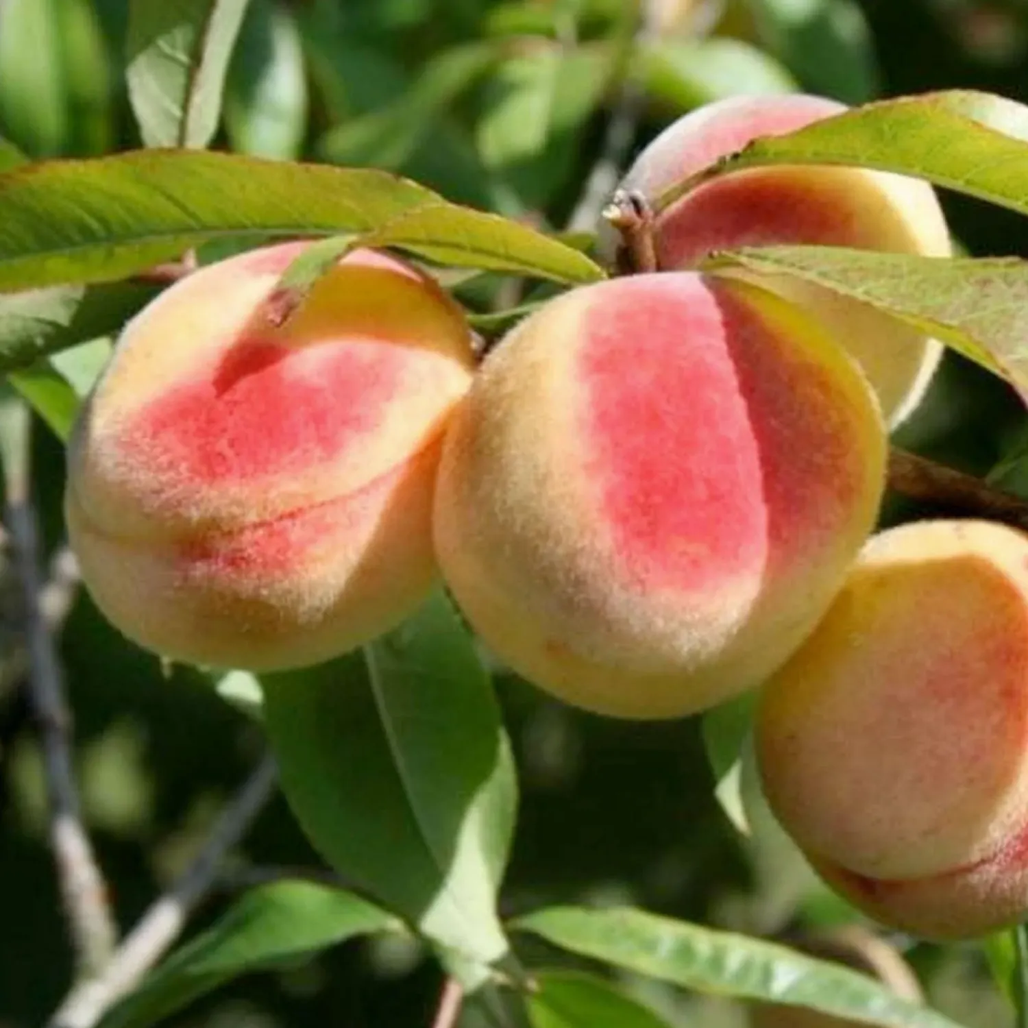honey_babe_miniature_peach___gallon_0.webp Honey Babe Miniature Peach - 7 Gallon>Roger's Gardens Store
