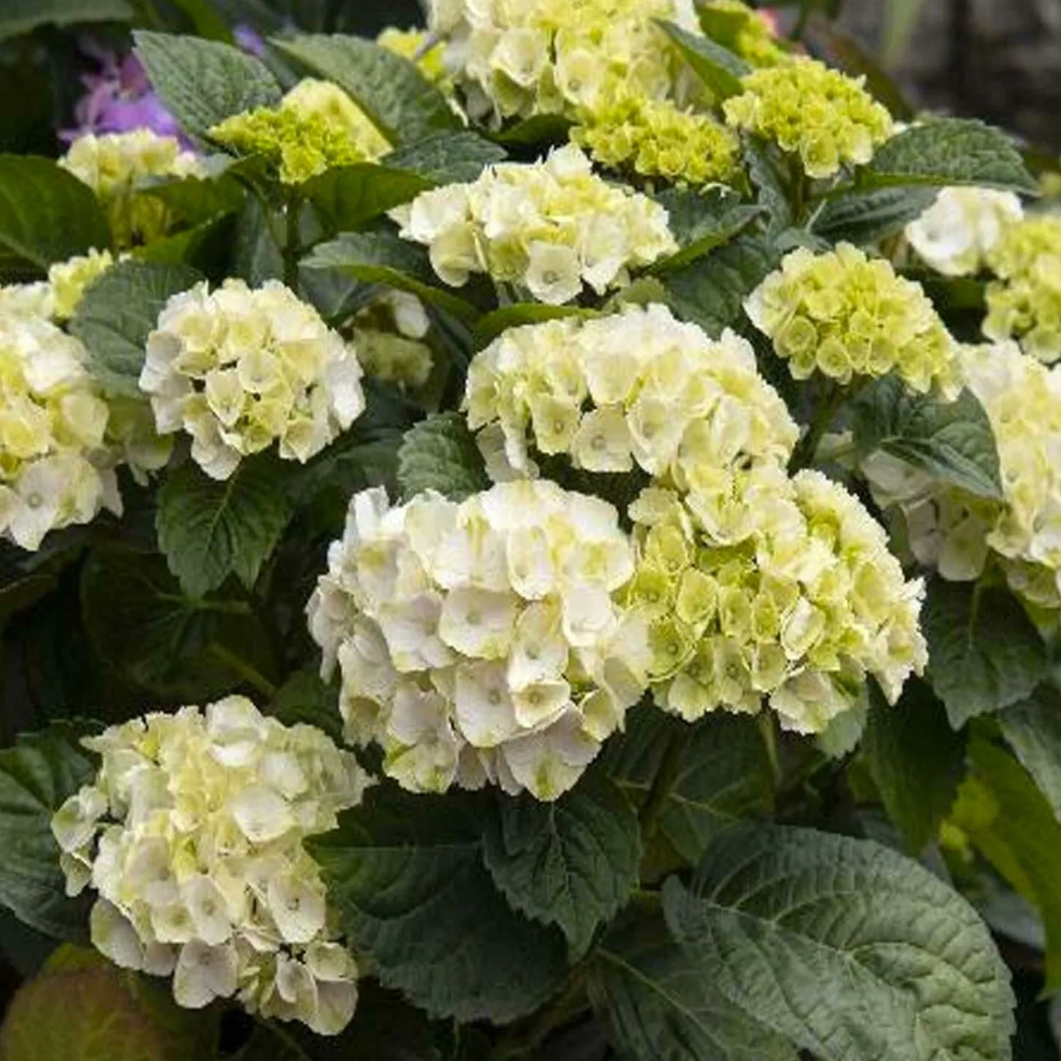 hydrangea_cape_lookout_pp__cape_lookout_hydrangea___gallon_0.webp Hydrangea 'Cape Lookout'® Pp - Cape Lookout Hydrangea - 2 Gallon>Roger's Gardens Sale