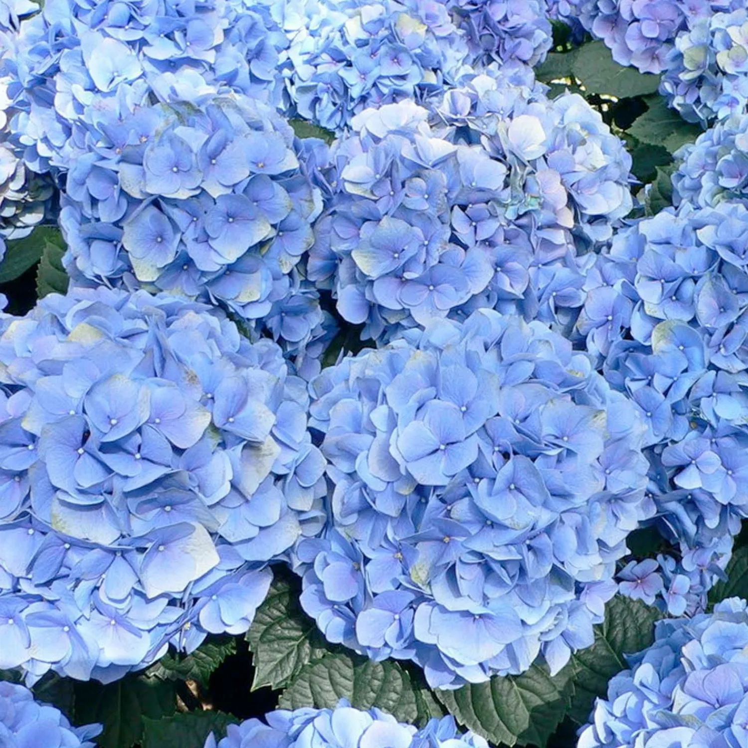 hydrangea_enchantress_pp__blue_enchantress_hydrangea___gallon_0.webp Hydrangea 'Enchantress'® Pp - Blue Enchantress Hydrangea - 2 Gallon>Roger's Gardens Outlet