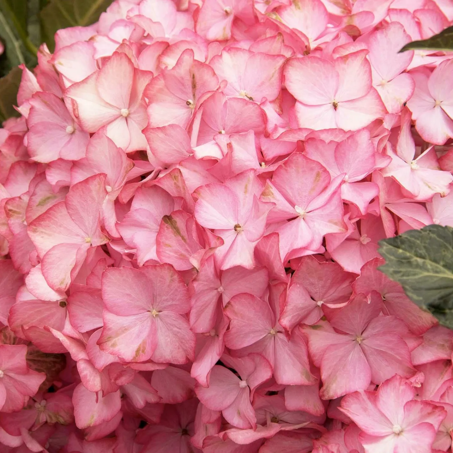 hydrangea_hamptons_pp__hamptons_hydrangea___gallon_0-1.webp Hydrangea 'Hamptons'® Pp - Hamptons Hydrangea - 5 Gallon>Roger's Gardens Clearance