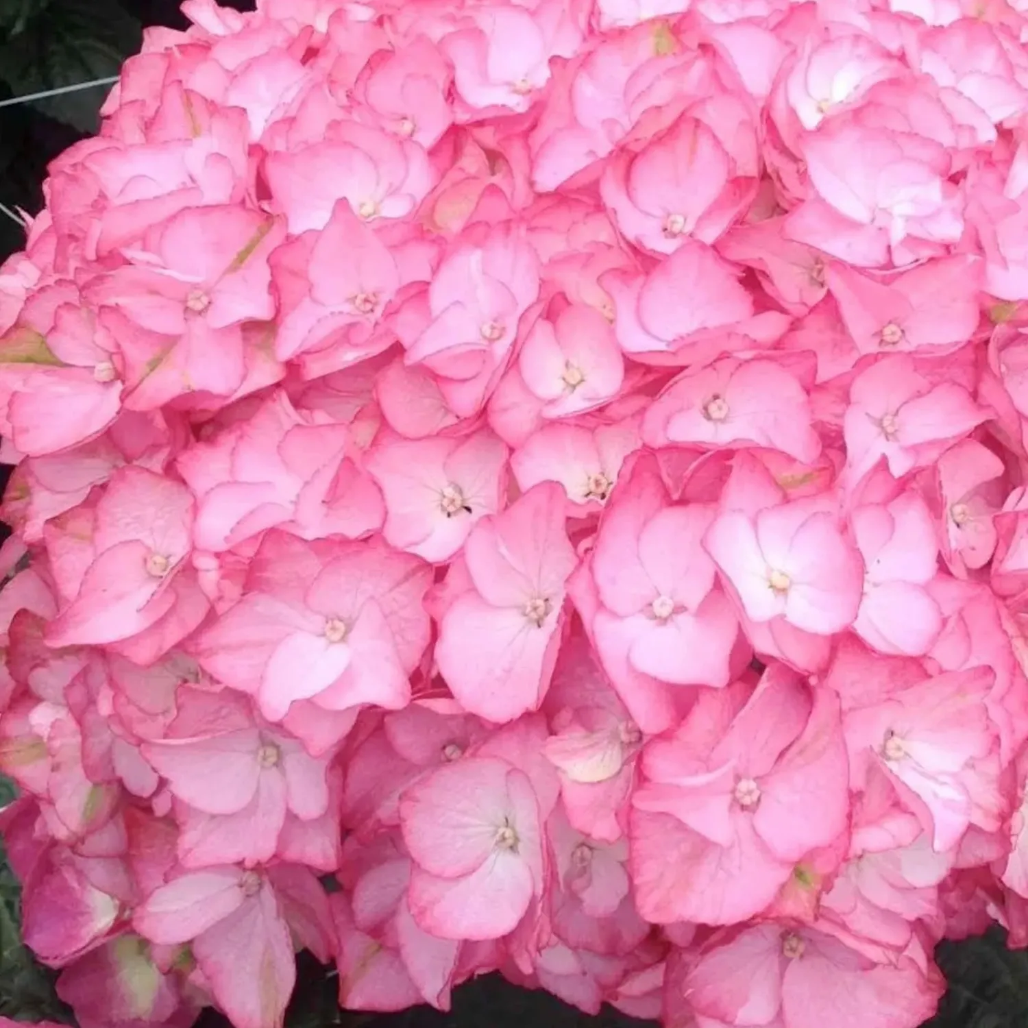 hydrangea_hamptons_pp__hamptons_hydrangea___gallon_0.webp Hydrangea 'Hamptons'® Pp - Hamptons Hydrangea - 2 Gallon>Roger's Gardens Shop