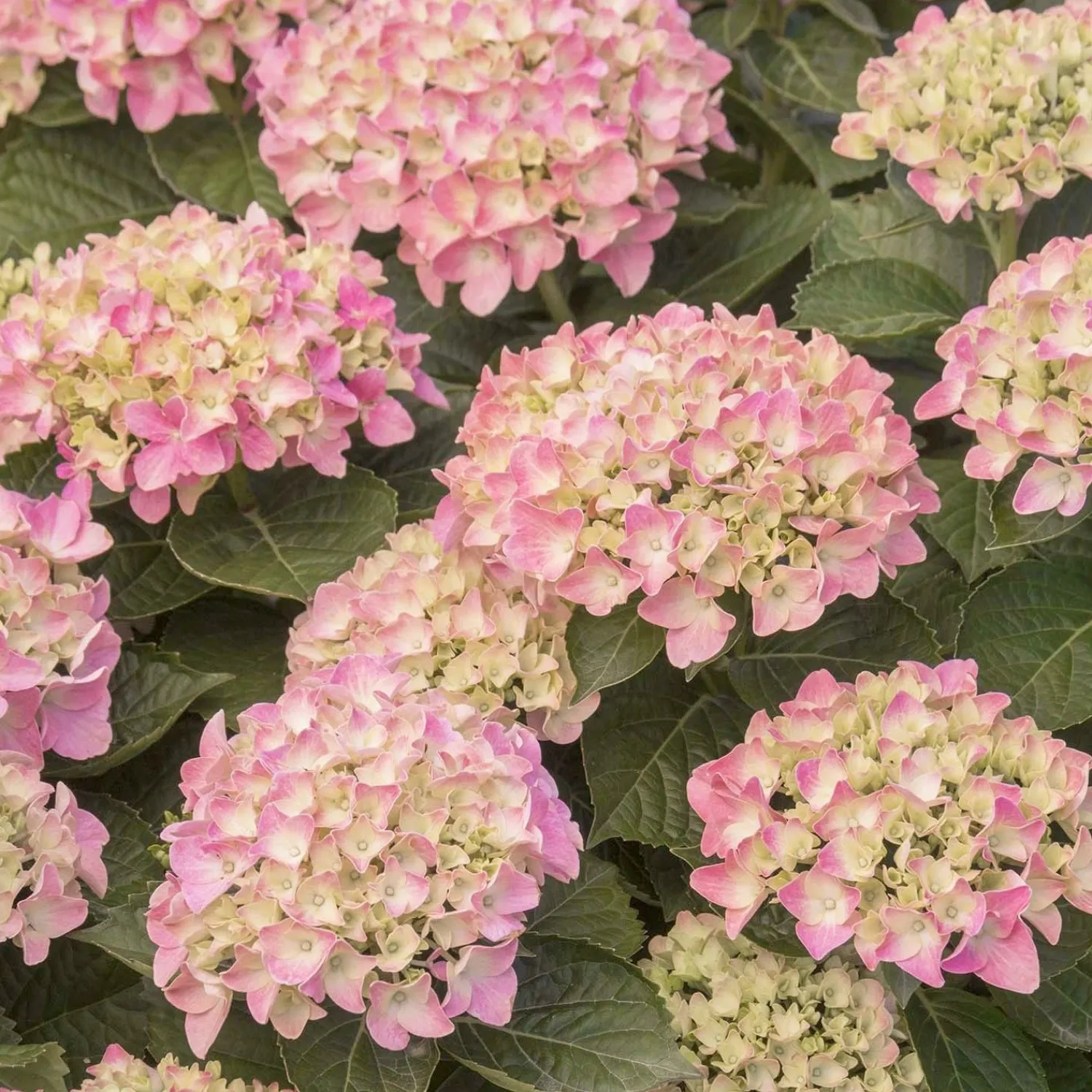 hydrangea_pink_n_pretty__pink_n_pretty_hydrangea___gallon_0.webp Hydrangea 'Pink N'® Pretty'® - Pink 'N Pretty Hydrangea - 5 Gallon>Roger's Gardens Best Sale