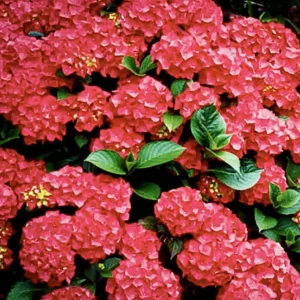 Hydrangea 'Red N'® Pretty'® - Red N'® Pretty Hydrangea - 5 Gallon>Roger's Gardens Shop
