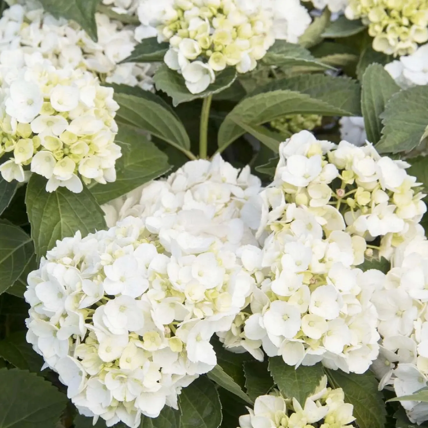 hydrangea_white__white_bigleaf_hydrangea___gallon_0.webp Hydrangea 'White' - White Bigleaf Hydrangea - 5 Gallon>Roger's Gardens Sale