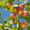 Jujube 'Li' - #5 Gallon>Roger's Gardens Cheap