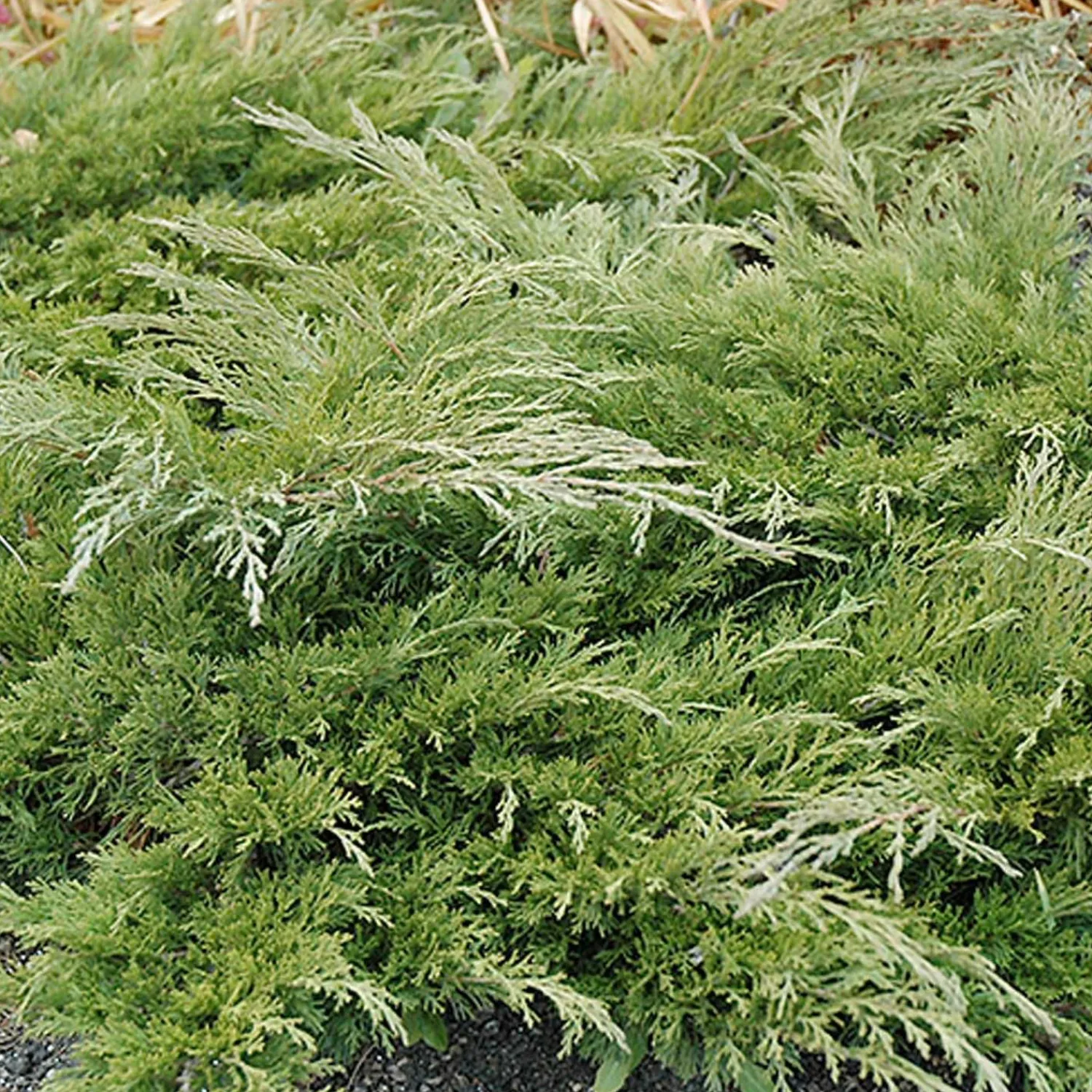 juniperus_calgary_carpet__calgary_carpet_juniper___gallon_0.webp Juniperus 'Calgary Carpet'® - Calgary Carpet Juniper - 2 Gallon>Roger's Gardens Best Sale