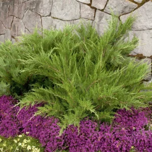 Juniperus Chin. 'Mint Julep'® - Mint Julep Juniper - 2 Gallon>Roger's Gardens Best Sale
