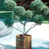 Juniperus Chin. 'Mint Julep'® - Mint Julep Juniper - Pompom - 5 Gallon>Roger's Gardens Best