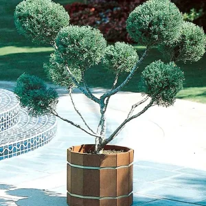 Juniperus Chin. 'Mint Julep'® - Mint Julep Juniper - Pompom - 5 Gallon>Roger's Gardens Best