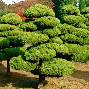 Juniperus Chinensis 'Torulosa' - Hollywood Juniper - Oriental Pompom - 10 Gallon>Roger's Gardens Sale