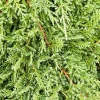Juniperus H. 'Prince Of Wales' - Prince Of Wales' - Prince Of Wales Juniper - 5>Roger's Gardens Hot