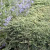 Juniperus Horiz. 'Icee Blue'® - Icee Blue Juniper - 2 Gallon>Roger's Gardens Cheap