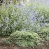 Juniperus Horiz. 'Icee Blue'® - Icee Blue Juniper - 1 Gallon>Roger's Gardens Cheap