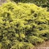 Juniperus Pfitz. 'sea Of Gold'® Pp - Sea Of Gold Juniper - 5 Gallon>Roger's Gardens Flash Sale
