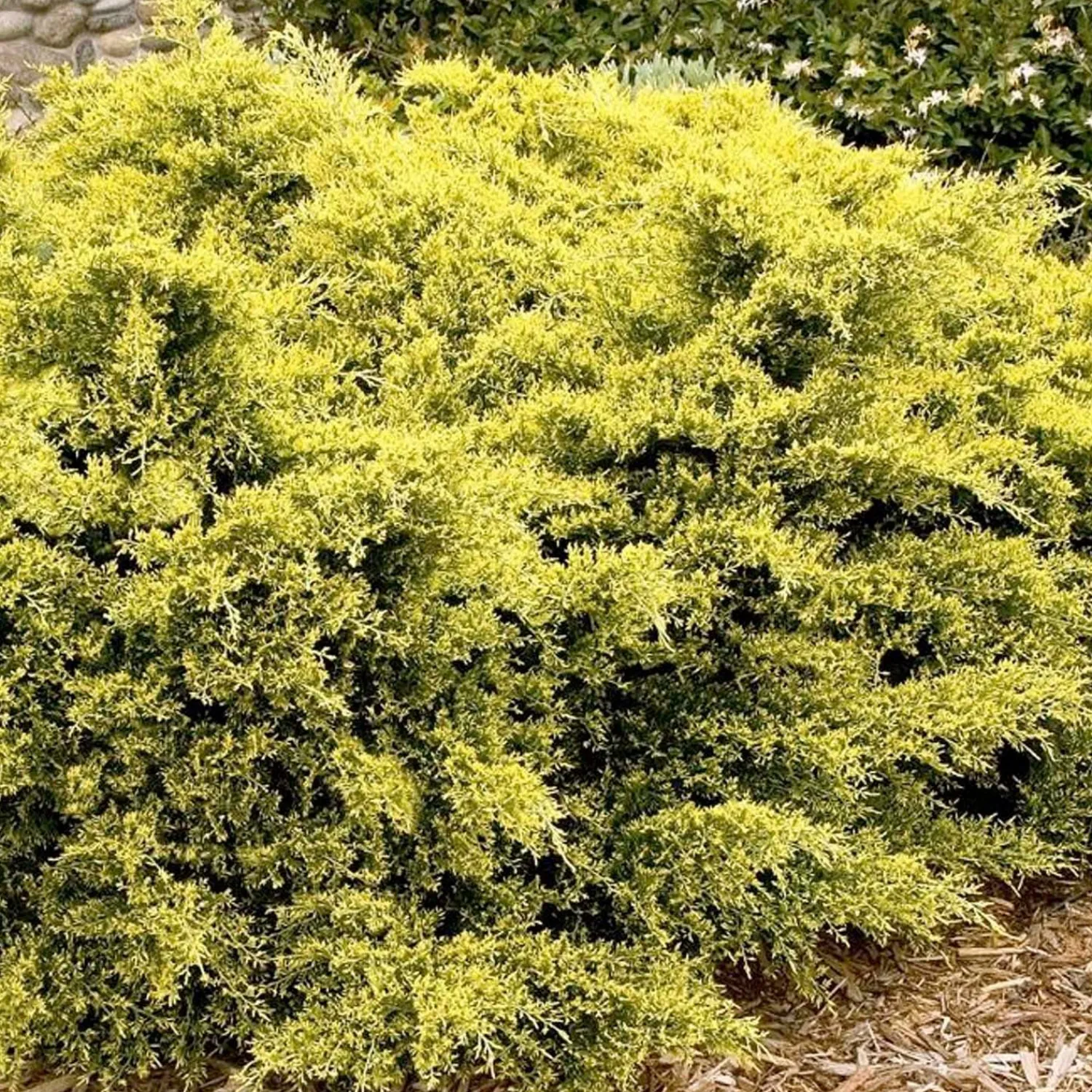 juniperus_pfitz_sea_of_gold_pp__sea_of_gold_juniper___gallon_0.webp Juniperus Pfitz. 'sea Of Gold'® Pp - Sea Of Gold Juniper - 1 Gallon>Roger's Gardens Store