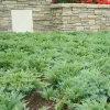 Juniperus Sabina 'Moor Dense'® - Moor-Dense Juniper - 1 Gallon>Roger's Gardens Store
