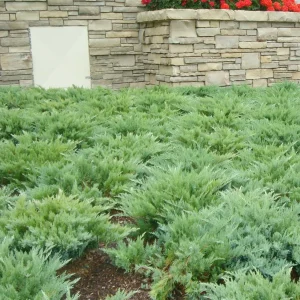 Juniperus Sabina 'Moor Dense'® - Moor-Dense Juniper - 1 Gallon>Roger's Gardens Store