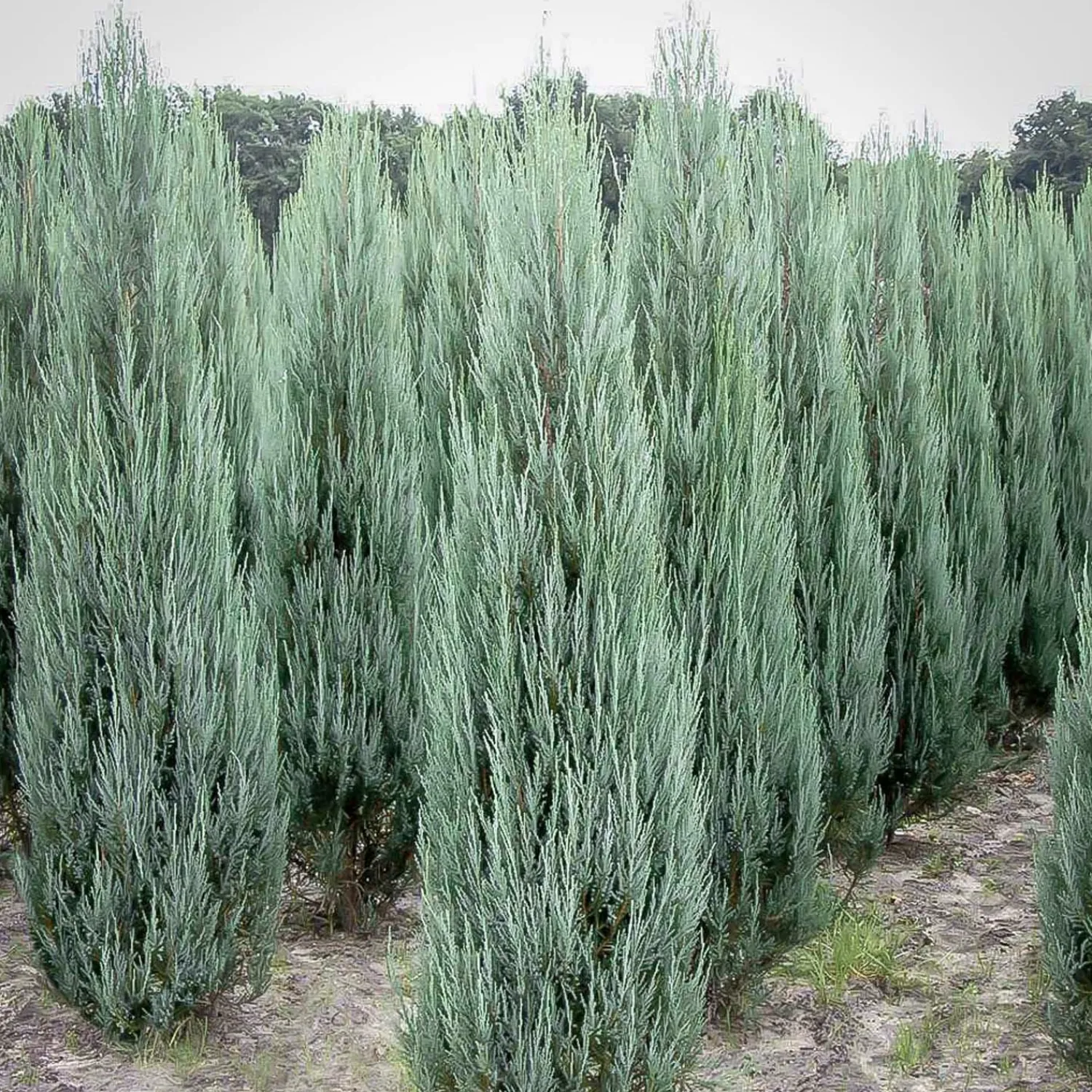 juniperus_scop_blue_arrow__blue_arrow_juniper___gallon_0.webp Juniperus Scop. 'Blue Arrow' - Blue Arrow Juniper - 15 Gallon>Roger's Gardens Cheap