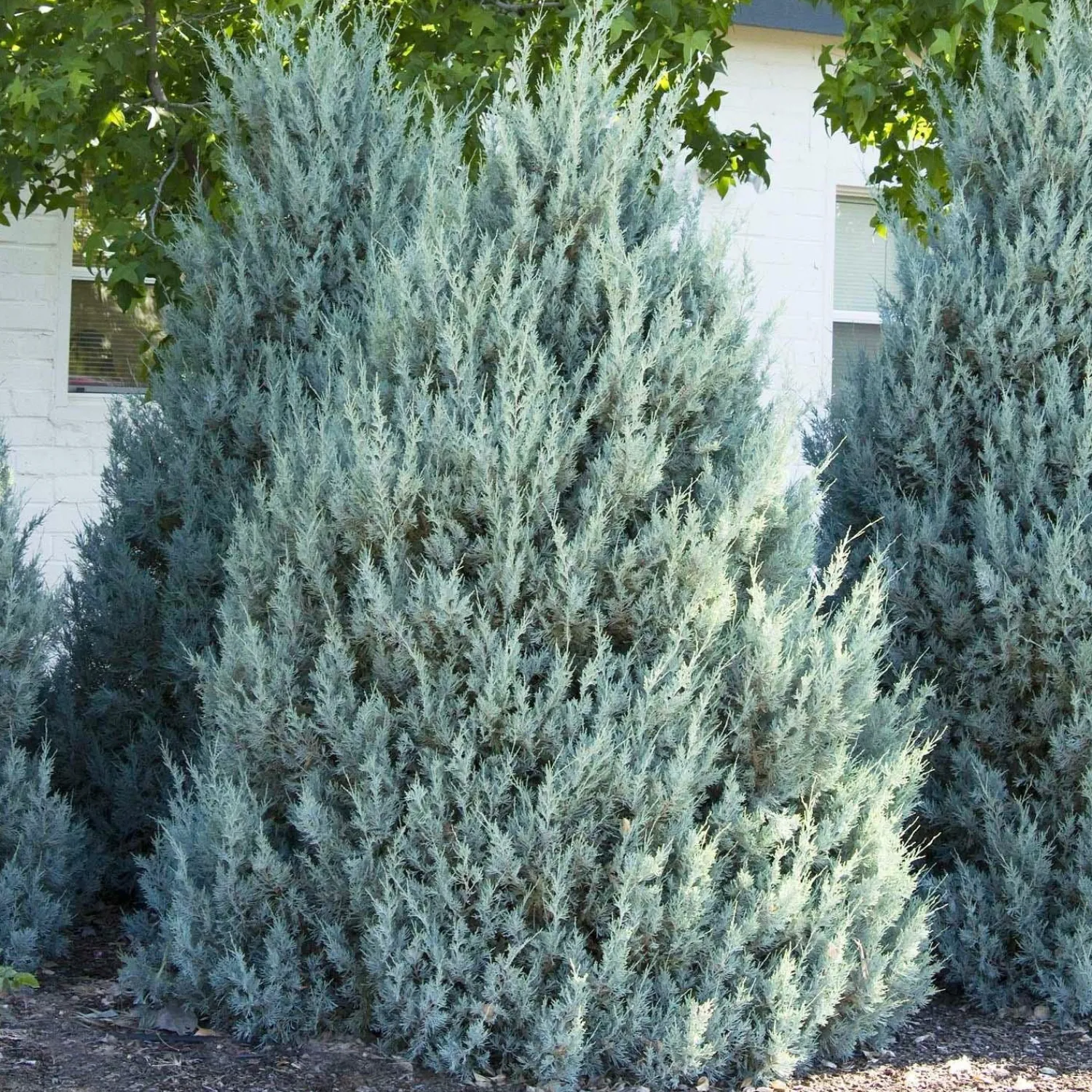 juniperus_scop_wichita_blue__wichita_blue_juniper___gallon_0.webp Juniperus Scop. 'Wichita Blue' - Wichita Blue Juniper - 5 Gallon>Roger's Gardens Store