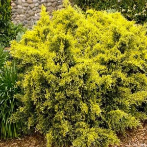 Juniperus 'sea Of Gold'® Pp - Sea Of Gold Juniper - 2 Gallon>Roger's Gardens Shop