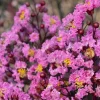 Lagerstroemia 'Dbl Dynamite'® Pp - Double Dynamite Crape Myrtle - Patio Tree - 5>Roger's Gardens Hot